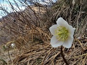 50 Rosa di Natale - Elleboro - (Helleborus niger)